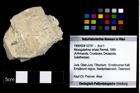 Foto (Objekt + Etikett) von Mesogalathea striata (Remeš, 1895)  (NHMW-GEO-1990-0041-2797)